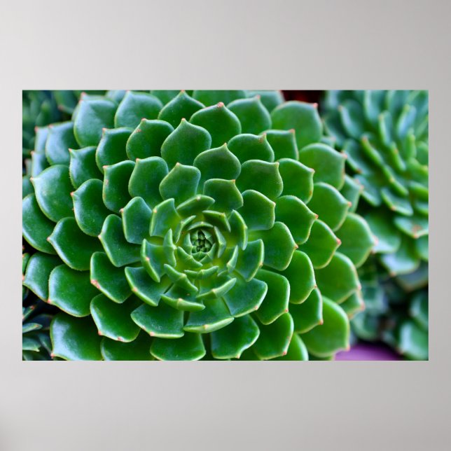 Grönt Succulary Nature Photography Poster (Framsidan)