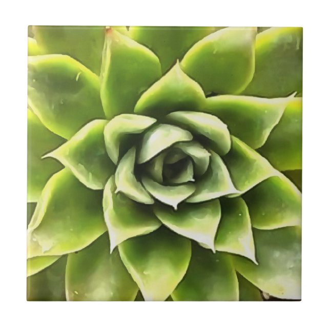 Grönt Succulated Close Cacti Art Kakelplatta (Framsidan)