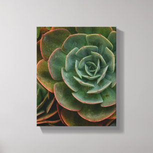 Grönt Succulculent Flower Mönster Plant Photograph Canvastryck
