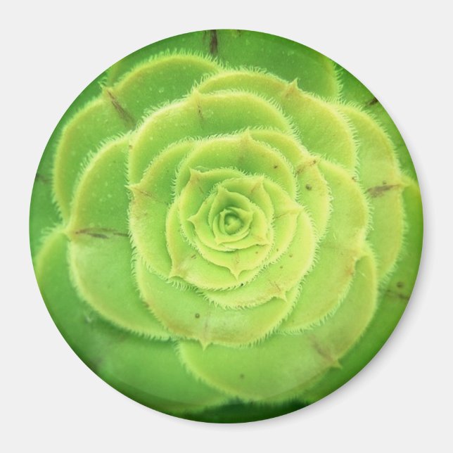 Grönt Succulent Plant Söt Round Magnet (Framsidan)