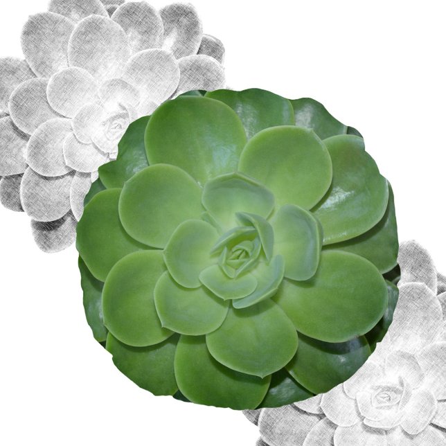 Grönt Succulous Photographic Botanical Rund Kudde (Skapare uppladdad)