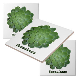 Grönt Succulous Photographic Natural Botanical Kakelplatta