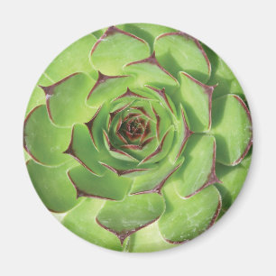 Grönt Succult Cactus Vår Flower Magnet