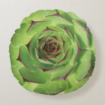 Grönt Succult Cactus Vår Flower