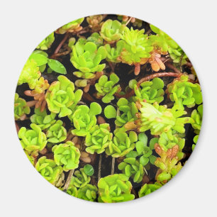 Grönt Suckulariserade blommor Magnet