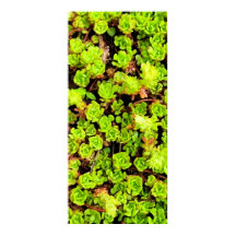 Grönt Suckulariserade blommor