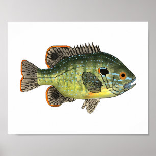 Grönt Sunfish T-Shirt Poster