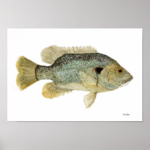 Grönt Sunfish Watercolor Study Poster