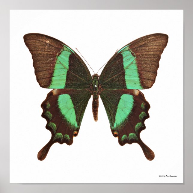 Grönt Swallowtail Butterfly Poster (Framsidan)