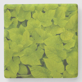 Grönt Sweet Potato Vine Struktur, Stone Underlägg