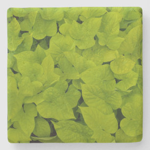 Grönt Sweet Potato Vine Struktur, Stone Underlägg