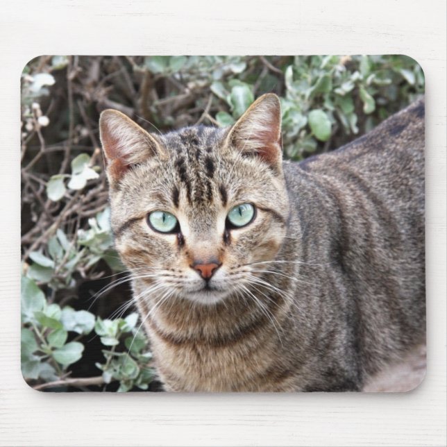 Grönt synad tabby kattmousepad musmatta (Framsidan)