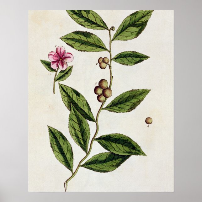 Grönt Tea, tallrik 351 från "A Nyfiken Herbal", of Poster (Framsidan)