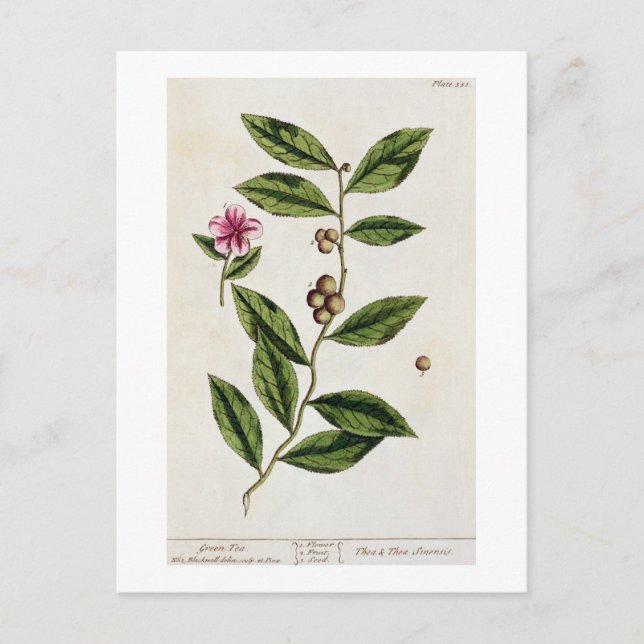 Grönt Tea, tallrik 351 från "A Nyfiken Herbal", of Vykort (Framsida)