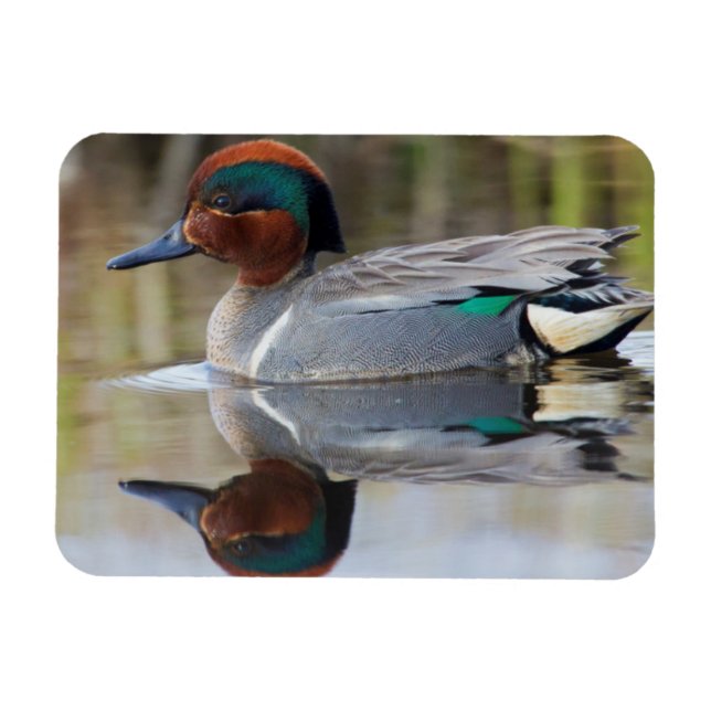 Grönt Teal Magnet (Horisontell)