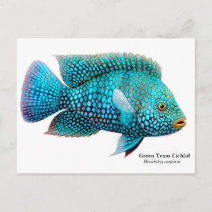 Grönt Texas Cichlid-vykort Vykort