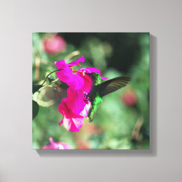 Grönt Throated Carib Hummingbird on Bougainvillea Canvastryck