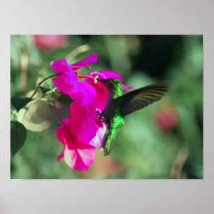 Grönt Throated Carib Hummingbird on Bougainvillea Poster