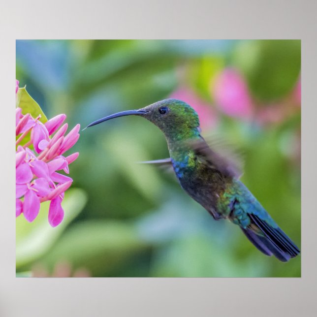 Grönt Throated Carib Hummingbird Poster (Framsidan)