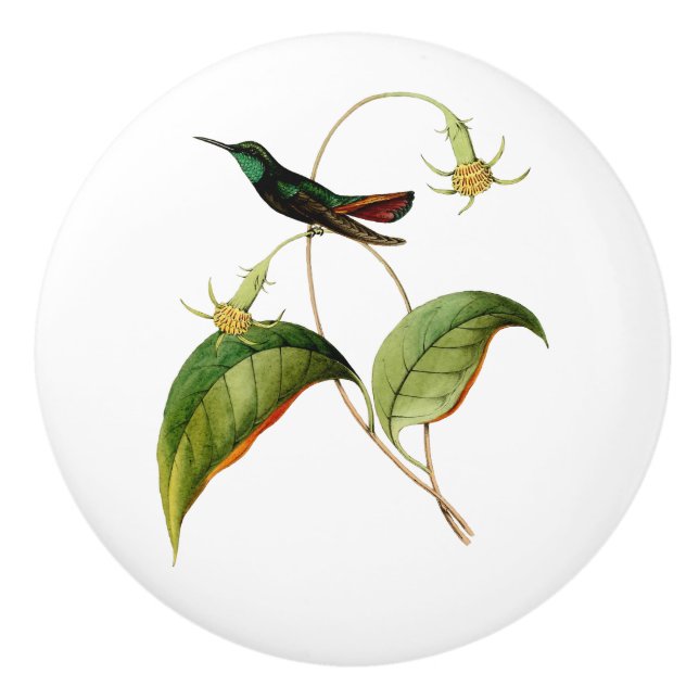 Grönt Throated Mango Hummingbird Knopp (Framsidan)