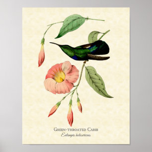 Grönt Throme Hummingbird Vintage Art Poster