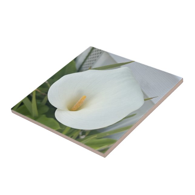 Grönt Thumb Garden Plant White Calla Lily Flower Kakelplatta (Sidan)