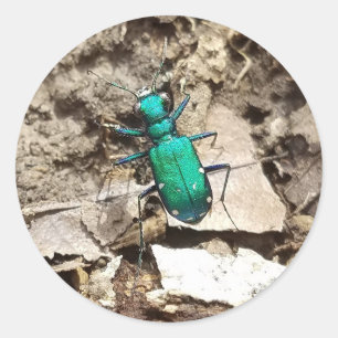 Grönt Tiger Beetle Runt Klistermärke