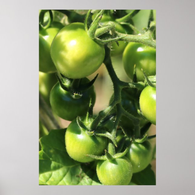 Grönt Tomater Poster (Framsidan)