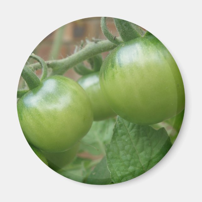 Grönt Tomates Magnet (Framsidan)
