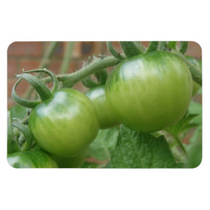 Grönt Tomates Premium Magnet