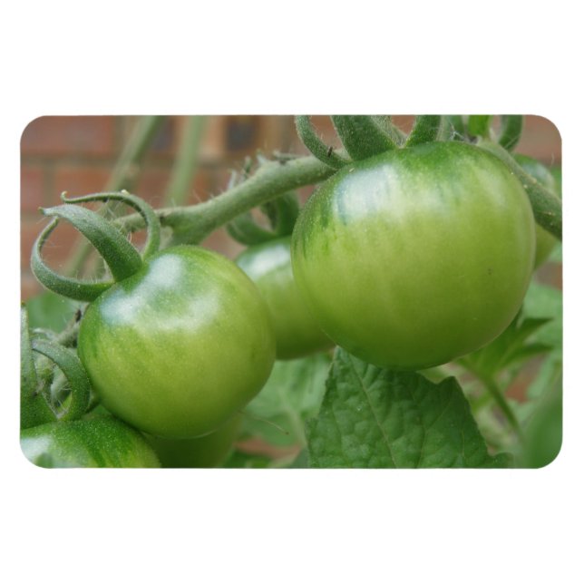 Grönt Tomates Premium Magnet (Horisontell)