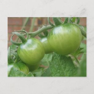 Grönt Tomates vykort