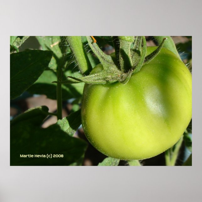 Grönt Tomato Poster (Framsidan)