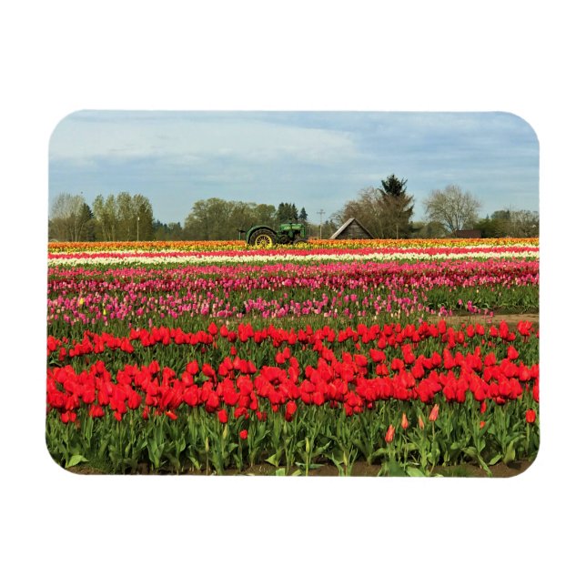 Grönt Tractor in Tulip Fält, Oregon Magnet (Horisontell)