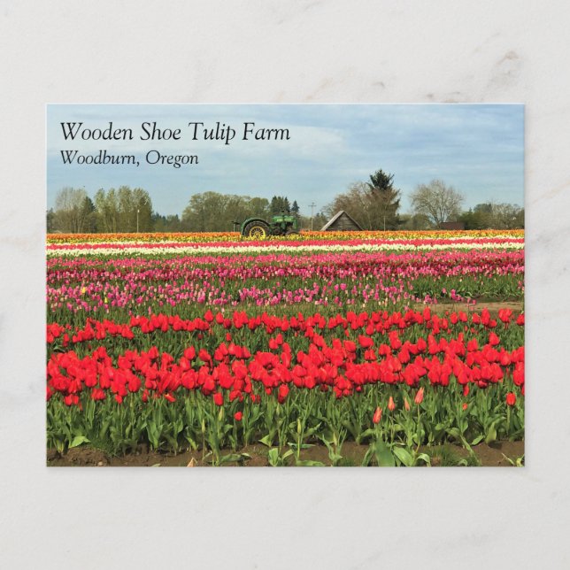 Grönt Tractor in Tulip Fält, Oregon Postcard Vykort (Framsida)