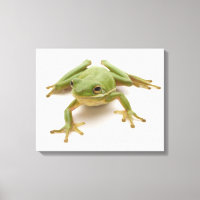Grönt Träd Frog