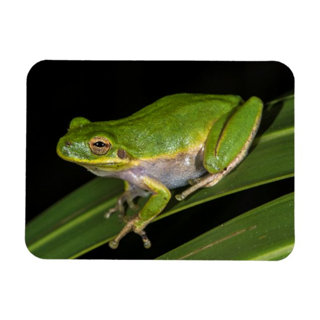 Grönt Träd Frog (Hyla cinerea) 2 Magnet (Horisontell)