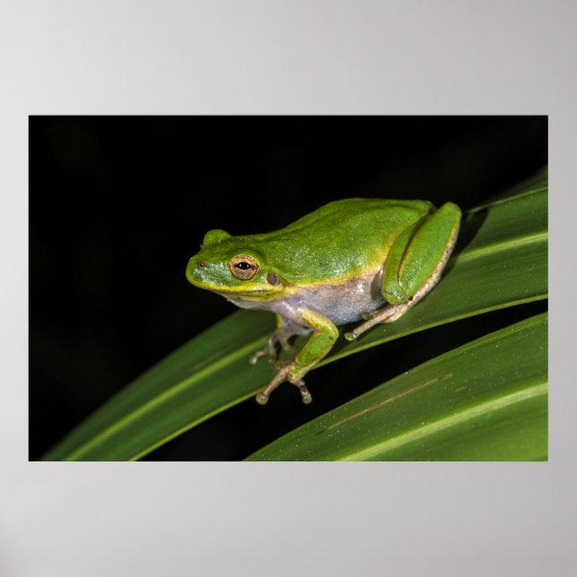 Grönt Träd Frog (Hyla cinerea) 2 Poster (Framsidan)