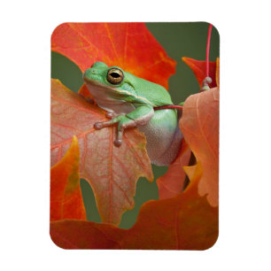 Grönt Träd Frog in Fall Magnet