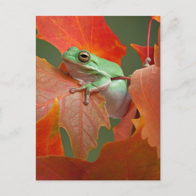 Grönt Träd Frog in Fall Vykort (Framsida)