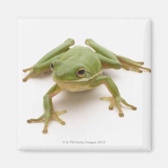 Grönt Träd Frog Magnet (Framsidan)