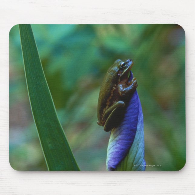 Grönt Träd Frog på Iris Musmatta (Framsidan)