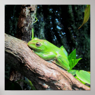 Grönt Träd Frog Poster
