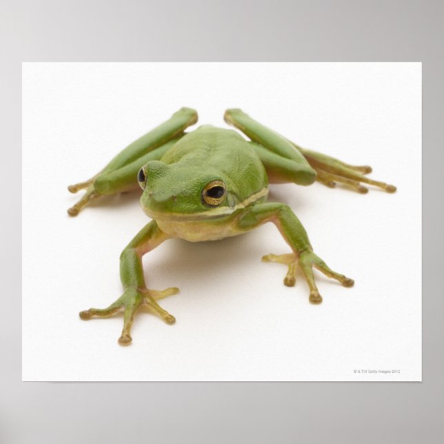 Grönt Träd Frog Poster (Framsidan)