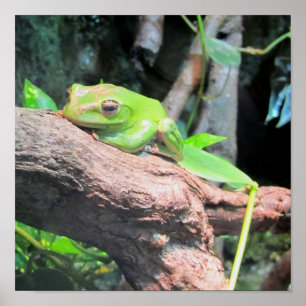 Grönt Träd Frog Poster