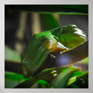 Grönt Träd Frog Poster