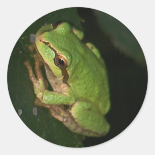 Grönt Träd Frog Sticker Runt Klistermärke