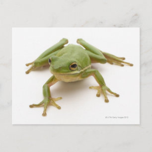 Grönt Träd Frog Vykort