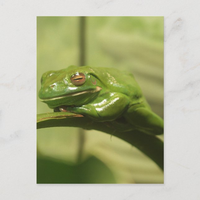 Grönt Träd Frog Vykort (Framsida)
