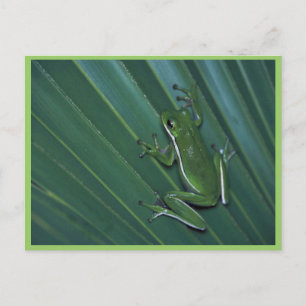 Grönt Träd Frog Vykort